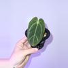 plant/Black Widow x Carla GPH001-2-thumbnail