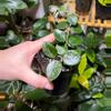 plant/Hoya Mathilde Splash-0-thumbnail