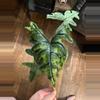 plant/CORMS Alocasia Jacklyn 68 🌰-0-thumbnail