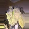 plant/Corm only...Large form pink mint amazonica not small Polly joy ghost-0-thumbnail