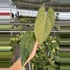 plant/Seed grown anthurium legend x Warocqueanum starter plant growers choice-2-thumbnail