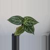 plant/Anthurium crystallinum x forgetti-0-thumbnail