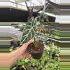 plant/Alocasia watsoniana lightning 4” pot growers choice-5-thumbnail