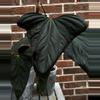 plant/Huanuco Velvet x Mr WW by Connor from Phytorot-3-thumbnail