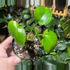 plant/Lemon Top Pothos-1-thumbnail