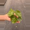plant/Anthurium sulanjana “king of clarinervium” starter plant growers choice-6-thumbnail