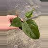 plant/Anthurium queen of hearts starter plant growers choice-1-thumbnail