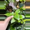 plant/Jade Pothos-0-thumbnail