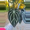 plant/Anthurium Carla #1 x #16 (flowering size)-0-thumbnail