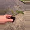 plant/Anthurium queen of hearts starter plant growers choice-6-thumbnail