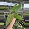 plant/Seed grown anthurium portillae x Warocqueanum starter plant growers choice-1-thumbnail