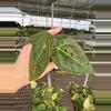 plant/Seed grown anthurium forth Sherman x guna yala starter plant growers choice-3-thumbnail