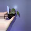 plant/(Cerro x pap) x Carla from phytorot-0-thumbnail