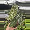 plant/Alocasia watsoniana lightning 4” pot growers choice-2-thumbnail