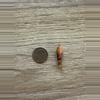 plant/261 Longiloba Aurea - CORM ONLY!-1-thumbnail