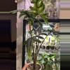 plant/CORMS Alocasia Jacklyn 68 🌰-2-thumbnail