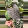 plant/Anthurium queen of hearts starter plant growers choice-0-thumbnail