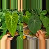 plant/Seed grown anthurium green mamba x Hoffmanii starter plant growers choice-0-thumbnail