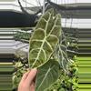plant/Alocasia watsoniana lightning 4” pot growers choice-4-thumbnail