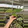 plant/Seed grown anthurium portillae x Warocqueanum starter plant growers choice-6-thumbnail