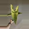 plant/262 Longiloba Aurea - CORM ONLY!-0-thumbnail