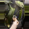 plant/Anthurium Warocqueanum ‘Esmeralda’-1-thumbnail