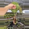 plant/Seed grown anthurium darkest panama (Goliath) x blue papillilaminum starter plan-7-thumbnail
