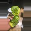 plant/Hot pink albo orm thong syngonium rooted cutting from high varigated mom-0-thumbnail