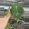 plant/Seed grown anthurium darkest panama (Goliath) x blue papillilaminum starter plan-6-thumbnail