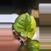 plant/Hot pink albo orm thong syngonium rooted cutting from high varigated mom-1-thumbnail