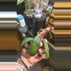 plant/True Black cat not reg callistophylla-2-thumbnail