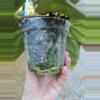 plant/Anthurium Carla #1 x #16 (flowering size)-3-thumbnail