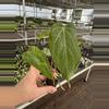plant/Seed grown anthurium green mamba x Hoffmanii starter plant growers choice-1-thumbnail