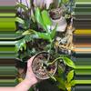 plant/RHAPHIDOPHORA DRAGON TAIL-0-thumbnail
