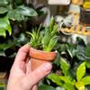 plant/Haworthia mucronata-0-thumbnail