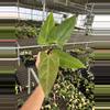 plant/Seed grown anthurium portillae x Warocqueanum starter plant growers choice-3-thumbnail