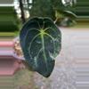 plant/Blister Variegated Anthurium Forgetii-2-thumbnail