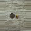 plant/262 Longiloba Aurea - CORM ONLY!-1-thumbnail