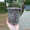 plant/Anthurium Tim's Black s1-4-thumbnail