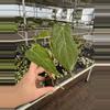 plant/Seed grown anthurium green mamba x Hoffmanii starter plant growers choice-3-thumbnail