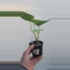 plant/Anthurium crystallinum x forgetti-2-thumbnail