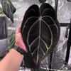 plant/(Cerro x pap) x Carla from phytorot-3-thumbnail