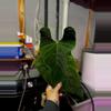 plant/Huanuco Velvet x Mr WW by Connor from Phytorot-2-thumbnail