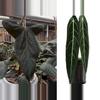 plant/Seed grown anthurium portillae x Warocqueanum starter plant growers choice-0-thumbnail