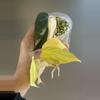 plant/258 Micans Aurea - RISKY-0-thumbnail