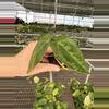 plant/Seed grown anthurium forth Sherman x guna yala starter plant growers choice-5-thumbnail