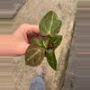 plant/Anthurium crystallinum x forgetii starter plant growers choice-5-thumbnail