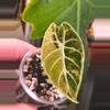 plant/Well rooted off shoot pup tri color pink wattson good size pup-0-thumbnail