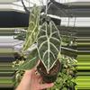 plant/Alocasia watsoniana lightning 4” pot growers choice-1-thumbnail