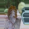plant/Anthurium Tim's Black s1-2-thumbnail